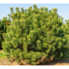 Kalnu priede 'Uncinata'/Pinus mugo uncinata/ - C2,5 kont.