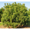 Kalnu priede 'Uncinata'/Pinus mugo uncinata/ - C4 kont.