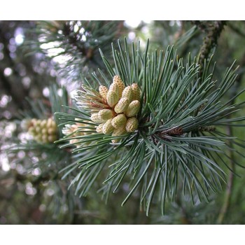 Kalnu priede 'Uncinata'/Pinus mugo uncinata/ - C2,5 kont.
