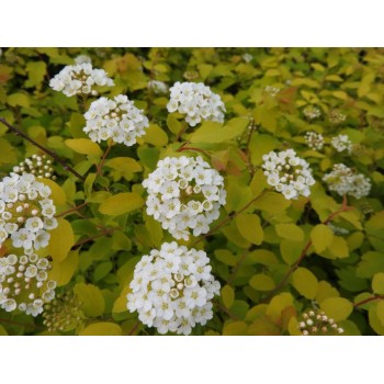 Vanhuta spireja ,,Gold Fountain,, /Spiraea x vanhouttei/- C3 kont.