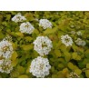 Spireja, Vanhuta ,,Gold Fountain,, /Spiraea x vanhouttei/- C3 kont.