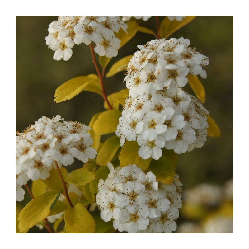 Spireja, Vanhuta ,,Gold Fountain,, /Spiraea x vanhouttei/- C3 kont.