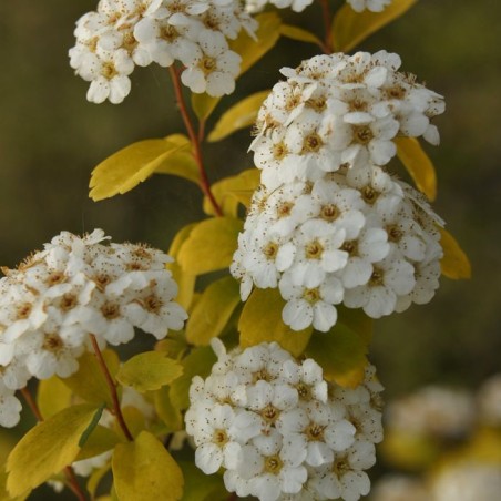 Vanhuta spireja ,,Gold Fountain,, /Spiraea x vanhouttei/- C3 kont.