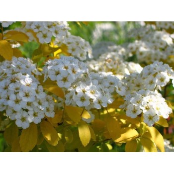 Vanhuta spireja ,,Gold Fountain,, /Spiraea x vanhouttei/- C3 kont.