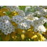 Spireja, Vanhuta ,,Gold Fountain,, /Spiraea x vanhouttei/- C3 kont.