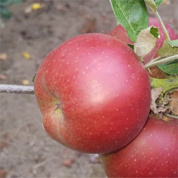 Ziemas ābele "Redkroft", /Malus domestica/ - 120-160cm