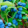 Kamčatkas oga ,,Wojtek,, /Lonicera caerulea var. kamtschatica/ - liels stāds