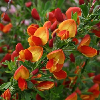 Citīzs ,,Lena,, /Cytisus/ -...