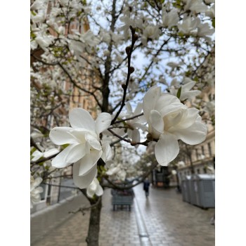 Lebnera magnolija 'Merrill' /Magnolia x loebneri/- 50-70 cm,