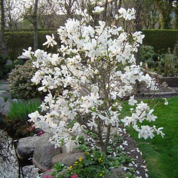 Lebnera magnolija 'Merrill' /Magnolia x loebneri/- 50-70 cm,