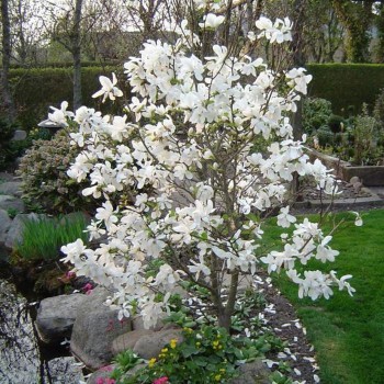 Magnolija 'Merrill' /Magnolia x loebneri/- C2,5 Kont.