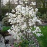 Lebnera magnolija 'Merrill' /Magnolia x loebneri/- 50-70 cm,