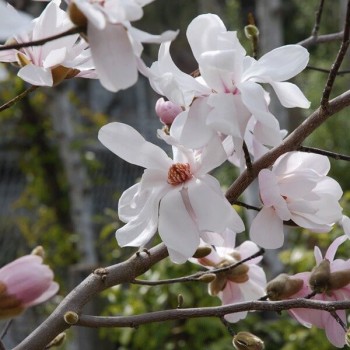 Lebnera magnolija 'Merrill'...