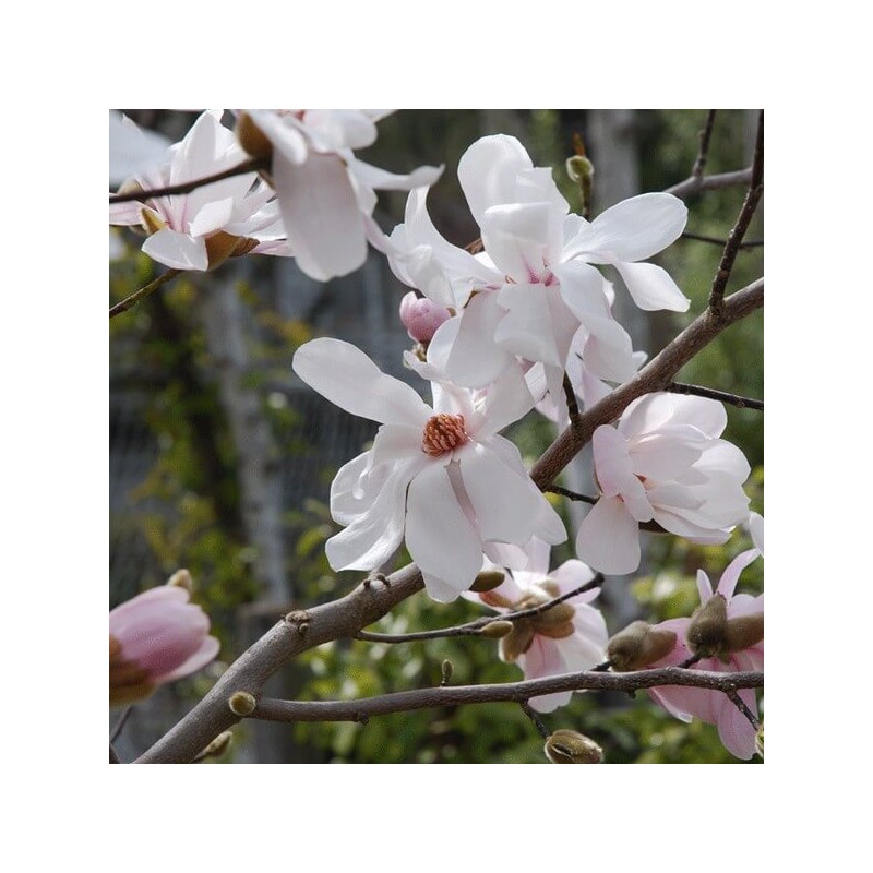 Magnolija, lebnera 'Merrill' /Magnolia x loebneri/- C2,5 Kont.