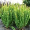 Tunberga bārbele 'Erecta'/Berberis thunbergii/  - C2,5 kont.