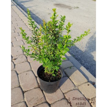 Tunberga bārbele 'Erecta'/Berberis thunbergii/  - C2 kont.