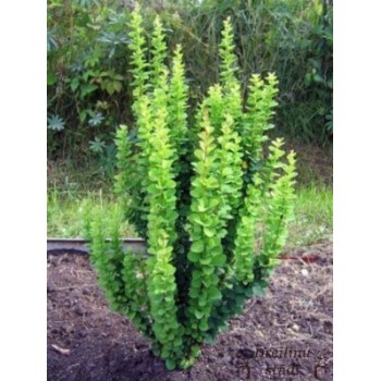Tunberga bārbele 'Erecta'/Berberis thunbergii/  - C2,5 kont.