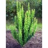 Tunberga bārbele 'Erecta'/Berberis thunbergii/  - C2,5 kont.