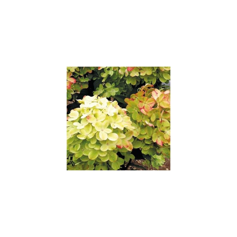 Skarainā hortenzija ,,Graffiti,, /Hydrangea paniculata/  - C2,5 kont.