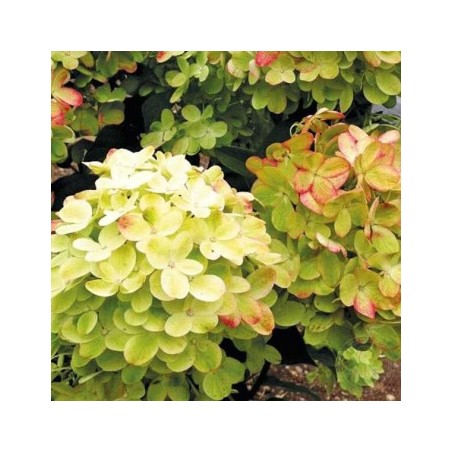 Skarainā hortenzija ,,Graffiti,, /Hydrangea paniculata/ - C2,5 kont.