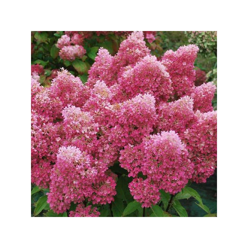 Hortenzija, skarainā ,,Petite Flori,, /Hydrangea paniculata/ - C2,5 kont.