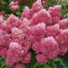 Hortenzija, skarainā ,,Petite Flori,, /Hydrangea paniculata/ - C2,5 kont.
