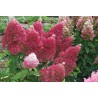 Hortenzija, skarainā ,,Petite Flori,, /Hydrangea paniculata/ - C2,5 kont.