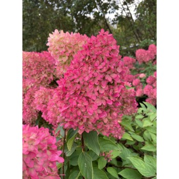 Hortenzija, skarainā ,,Petite Flori,, /Hydrangea paniculata/ - C2,5 kont.
