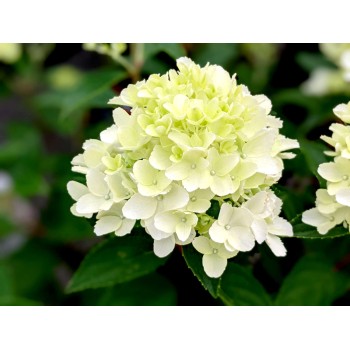 Hortenzija, šluotelinė ,,Whitelight,, /Hydrangea paniculata/ - C2,5 kont.