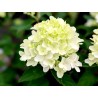 Hortenzija, skarainā ,,Whitelight,, /Hydrangea paniculata/ - C2,5 kont.