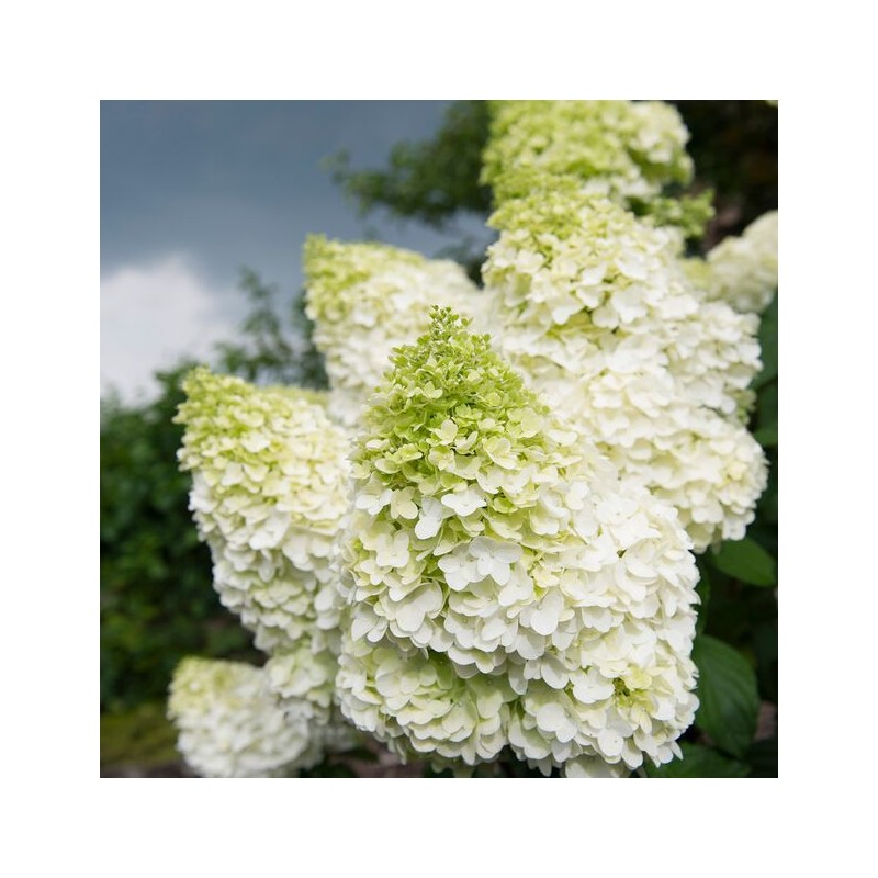Hortenzija, šluotelinė ,,Whitelight,, /Hydrangea paniculata/ - C2,5 kont.