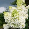 Hortenzija, skarainā ,,Whitelight,, /Hydrangea paniculata/ - C2,5 kont.