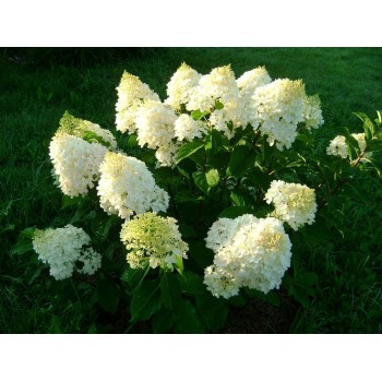 Hortenzija, šluotelinė ,,Whitelight,, /Hydrangea paniculata/ - C2,5 kont.