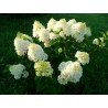 Hortenzija, šluotelinė ,,Whitelight,, /Hydrangea paniculata/ - C2,5 kont.