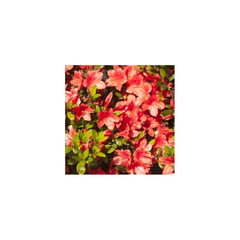 Japānas acālija "Julietta" /azalea japonica/ - C1.5