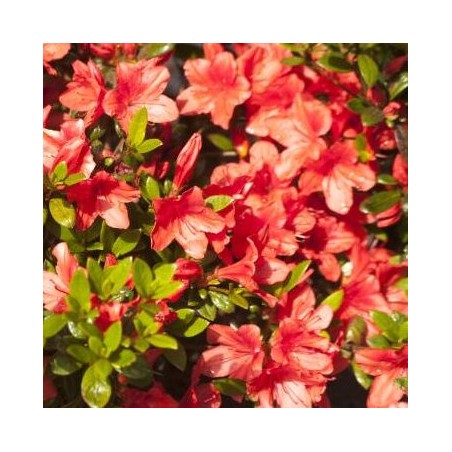 Japānas acālija "Julietta" /azalea japonica/ - C1.5