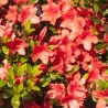 Japānas acālija "Julietta" /azalea japonica/ - C1.5