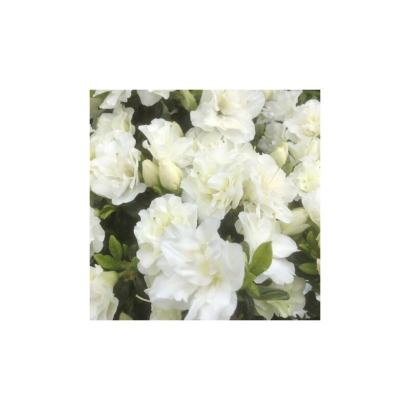 Japānas acālija "Schneeperle" (Snow pearl) /azalea japonica/ - C2 kont.