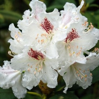 Rododendrs ,,P.M.A....
