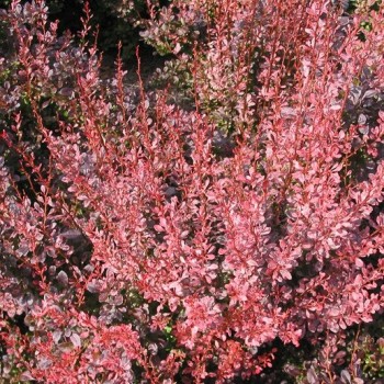 Tunberga bārbele "Rosy Rocket" /Berberis thunbergii/ - C2 kont.