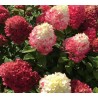 Skarainā hortenzija ,,Redlight,, /Hydrangea paniculata/ - C3 kont.