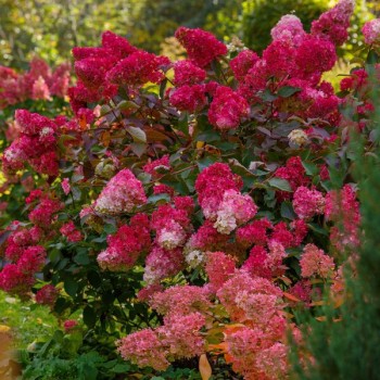 Skarainā hortenzija ,,Redlight,, /Hydrangea paniculata/ - C3 kont.