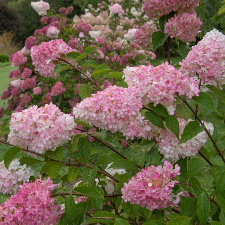 Skarainā hortenzija ,,Pinklight,, /Hydrangea paniculata/ -C3 Kont.