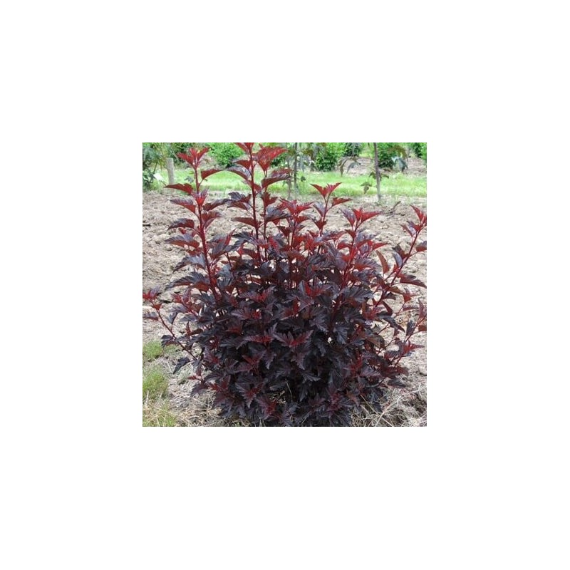 Irbeņlapu fizokarps ,,All black,, /Physocarpus opulifolius/ - C4 kont.