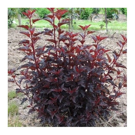 Irbeņlapu fizokarps ,,All black,, /Physocarpus opulifolius/ - C4 kont.