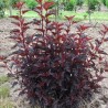 Irbeņlapu fizokarps ,,All black,, /Physocarpus opulifolius/ - C4 kont.
