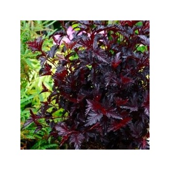 Fizokarps, irbeņlapu ,,All black,, /Physocarpus opulifolius/ - C4 kont.