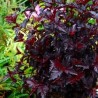 Fizokarps, irbeņlapu ,,All black,, /Physocarpus opulifolius/ - C4 kont.