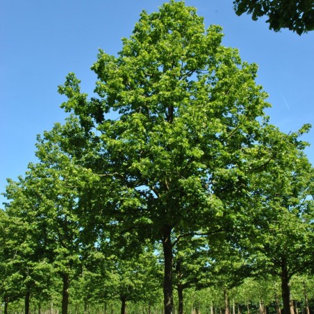 Platlapu liepa /Tilia platyphyllos/ - 160-180cm.