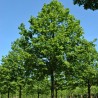 Platlapu liepa /Tilia platyphyllos/ - 160-180cm. - konteinerstāds